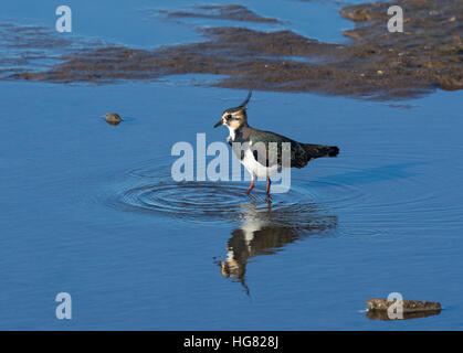 Pavoncella, Vanellus vanellus, riflessa nella piscina poco profonda sulla baia di Morecambe, England, Regno Unito Foto Stock