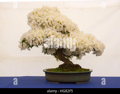 Satsuki Bonsai di Azalea sul display in Irlanda del Nord la società bonsai Bonsai esperienza dimostrano a Belfast Irlanda del Nord Foto Stock