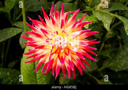 Dahlia Bora Bora fioritura nel mese di settembre in th UK Foto Stock