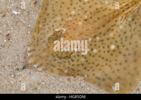 Rochen Gefleckter, Fleckenrochen, Fleckrochen, Mittelmeer-Sternrochen, Rochen Raja montagui, raggio maculato, Pezzata homelyn ray, Spotted skate, Homelyn Foto Stock