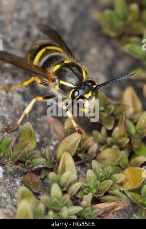 Gemeine Wespe, Gewöhnliche Wespe, Vespula vulgaris, Paravespula vulgaris, comune wasp, yellowjacket Foto Stock