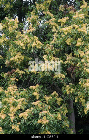 Götterbaum, Frucht, Früchte, Chinesischer Götterbaum, Ailanthus altissima, Ailanthus glandulosa, albero del cielo, frutta, ailanthus, chouchun, L'Ailante Foto Stock