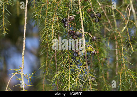 Igel-Wacholder, Igelwacholder, Nadel-Wacholder, Nadelwacholder, Juniperus rigida, tempio ginepro, Ago Ginepro, Le Genévrier rigide Foto Stock