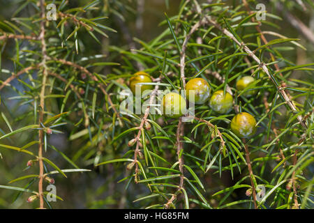 Igel-Wacholder, Igelwacholder, Nadel-Wacholder, Nadelwacholder, Juniperus rigida, tempio ginepro, Ago Ginepro, Le Genévrier rigide Foto Stock