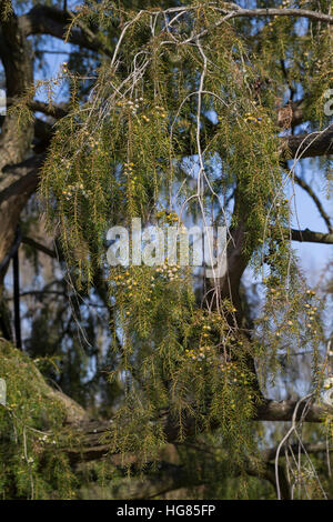 Igel-Wacholder, Igelwacholder, Nadel-Wacholder, Nadelwacholder, Juniperus rigida, tempio ginepro, Ago Ginepro, Le Genévrier rigide Foto Stock