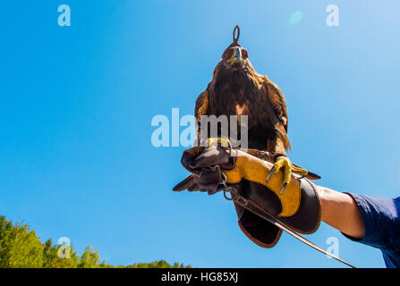Basso angolo vista di golden eagle appollaiate su mano d'uomo contro il cielo chiaro Foto Stock
