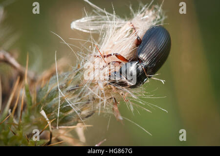 Un coleottero Mealworm, Tenebrio molitor, con la testa annegata in un punto morto thistle testa. Dalton roccioso, Cumbria, Inghilterra. Foto Stock