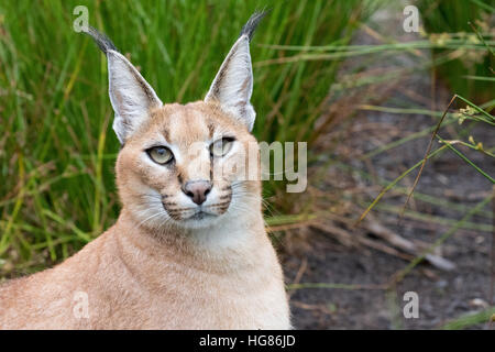 Close up of head of a Caracal ( Caracal caracal ), medium size wild cat, South Africa Foto Stock
