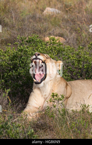 Femmina adulta lion ( Panthera Leo ) sbadigliare a bocca aperta, Sud Africa Foto Stock
