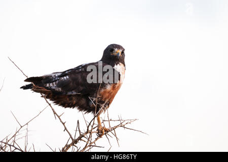 Jackal poiana (Buteo rufofuscus ) , un africano rapace, Sud Africa Foto Stock