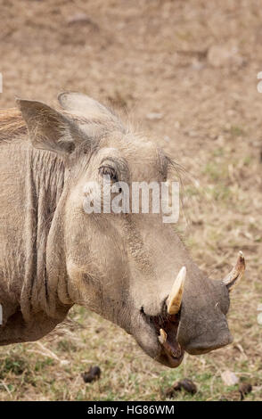 Testa di un maschio adulto Warthog ( Phacochoerus africanus ), Sud Africa Foto Stock