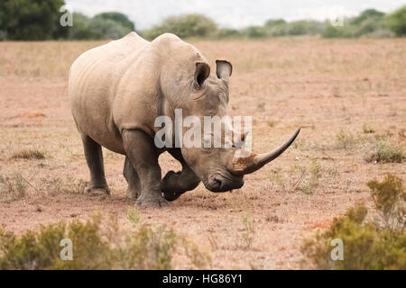 Adulto selvatico maschio Rhino Bianco ( Ceratotherium simum ), Sudafrica; una specie minacciata di fauna selvatica africana Foto Stock