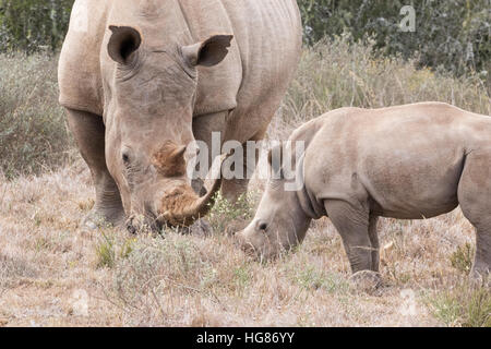 Wild femmina bianca rhino e 2 mese vecchio rinoceronte bianco vitello ( Ceratotherium simum ), pascoli, Sud Africa Foto Stock