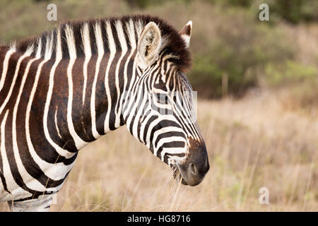 Testa di una pianura Zebra ( Equus quagga ), Sud Africa Foto Stock