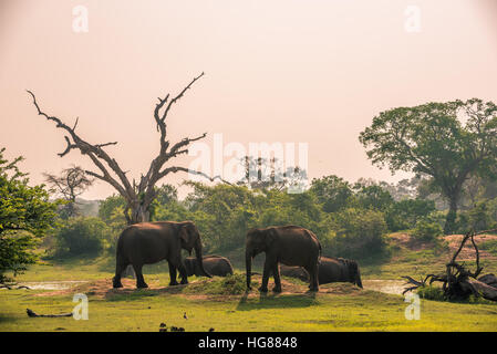 Sri Lanka: elefanti selvatici nel parco nazionale Yala Foto Stock