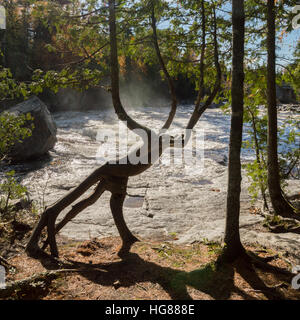 Un albero di cedro tronco da una cascata come una mitica creatura con una coda. Spray di cascata e il fiume in background Foto Stock