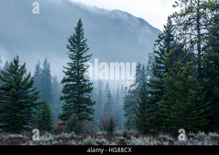 Alberi di pino crescente sul campo contro la montagna Foto Stock