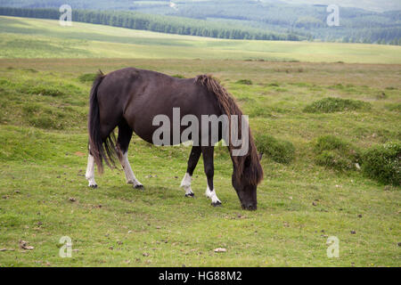 Dartmoor Pony, singolo adulto che pascolano sulla brughiera, Parco Nazionale di Dartmoor, Devon, Regno Unito Foto Stock