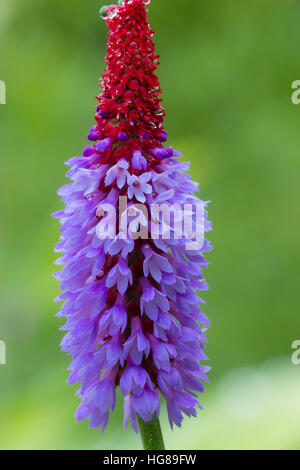 In prossimità di una punta singola del orchid primrose, Primula vialii Foto Stock