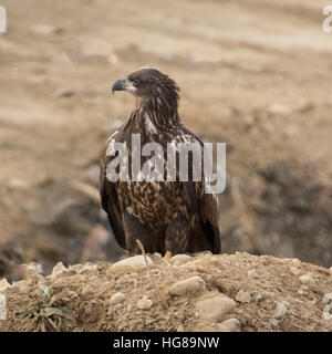 Un giovane brown aquila calva siede sulla terra e appare in lontananza. Foto Stock