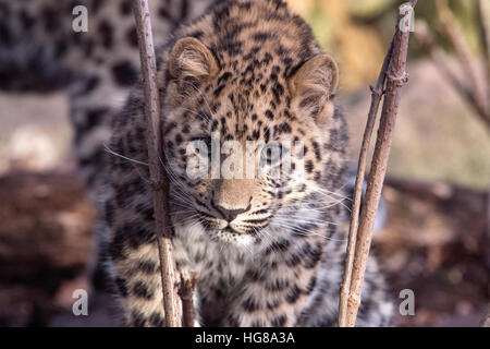 Maschio di Amur leopard (sei mesi) guardando verso la telecamera Foto Stock