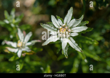 Edelweiss (Leontopodium monocephalum), Superiore Marsyangdi valley, Manang District, Nepal Foto Stock