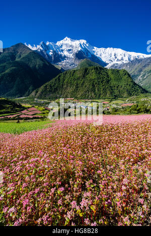 Il paesaggio agricolo con cime di montagna 2 di Annapurna, rosa campi di grano saraceno in fiore, Superiore Marsyangdi valley Foto Stock