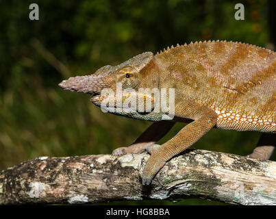 Madagascar due-cornuto camaleonte (Furcifer bifidus), maschio, Andasibe National Park, Alaotra-Mangoro, Madagascar Foto Stock