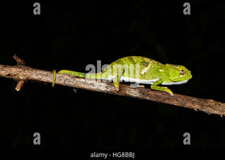 I capretti due maschio-cornuto camaleonte (Furcifer bifidus), Andasibe-Mantadia National Park, Alaotra-Mangoro, Madagascar Foto Stock