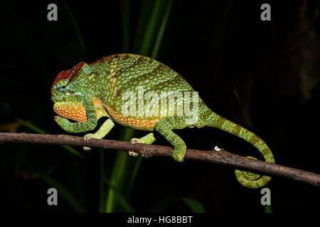 Due maschi-cornuto camaleonte (Furcifer bifidus), Andasibe-Mantadia National Park, Alaotra-Mangoro, Madagascar Foto Stock