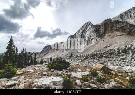 Alberi di pino che cresce su campo da montagne contro il cielo Foto Stock