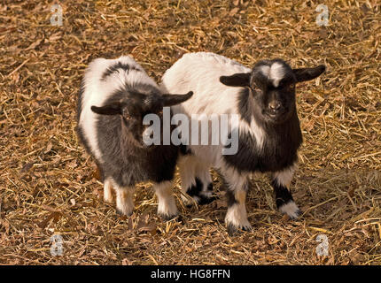 Due giovani in bianco e nero nel Tennessee svenimento caprini(Capra aegagrus hircus) Foto Stock