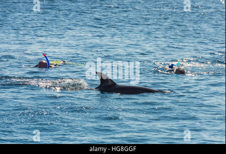 Persona snorkeling con il tursiope o delfino maggiore nell'oceano tropicale Foto Stock