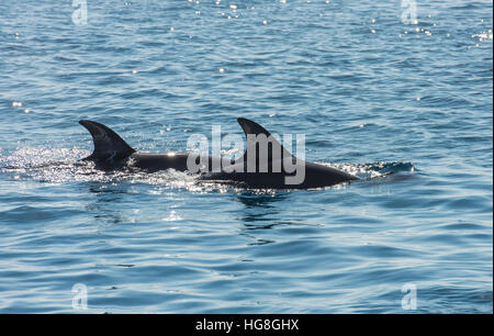 Coppia di delfini tursiopi violando il principio di superficie di acqua durante il nuoto in oceano tropicale Foto Stock