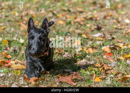 Scottish Terrier giocando in le foglie in autunno Foto Stock