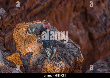 California Condor, Gymnogyps californianus, nel corteggiamento sulle scogliere vicino Ponte Navajo su Marble Canyon, al confine di Glen Canyon National ri Foto Stock