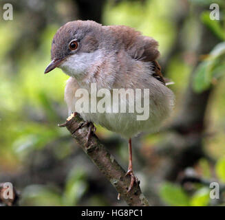 Comune whitegola, Curruca communis, primo piano, macro, contatto con gli occhi Foto Stock