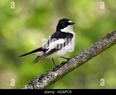 Maschio europeo pied flycatcher (Ficidula hypoleuca), seduto sul ramoscello