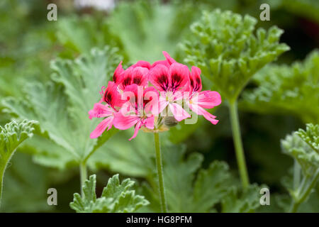 Pelargonium 'rosa'. Foto Stock