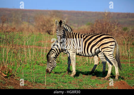 Le pianure Zebra Burchell, (Equus quagga burchelli), due animali, alimentazione, Kruger Nationalpark, Sud Africa e Africa Foto Stock