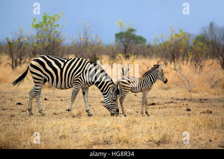 Le pianure Zebra Burchell, (Equus quagga burchelli), femmina adulta con giovani alimentazione, Kruger Nationalpark, Sud Africa e Africa Foto Stock