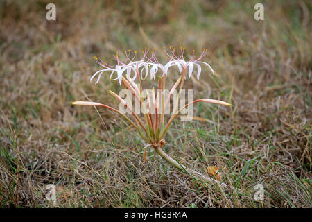 Giglio di sabbia, (Crinum buphanoides), fioritura, Kruger Nationalpark, Sud Africa e Africa Foto Stock