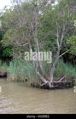 Bianco, mangrovie (racemosa Laguncularia), in acqua, Isimangaliso Wetland Park, Kwazulu Natal, Sud Africa e Africa Foto Stock