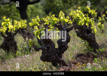 Weinrebe, Wein, Weintraube, Weintrauben, Wein-Rebe, Weinanbau, Anbau, Weinberg, Weinstock, Weinstöcke schlagen im Frühjahr aus, Vitis vinifera, dei succhi e dei mosti di uve Foto Stock