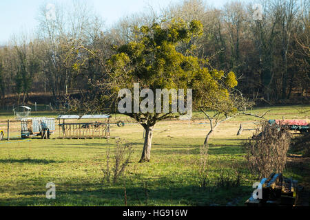 Vischio cresce sugli alberi / alberi in campo su terreni agricoli nel Marais de Lavours Riserva Naturale Nazionale, Savoy / Ain frontiera, Francia Foto Stock