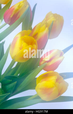 Abstract di colore giallo e rosso tulipani utilizzando molteplici tecniche di esposizione Foto Stock