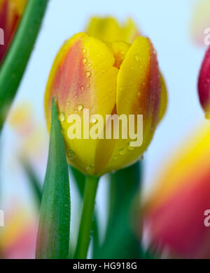 Abstract di colore giallo e rosso tulipani utilizzando molteplici tecniche di esposizione Foto Stock