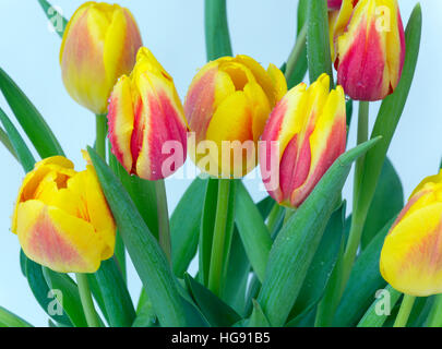 Abstract di colore giallo e rosso tulipani utilizzando molteplici tecniche di esposizione Foto Stock