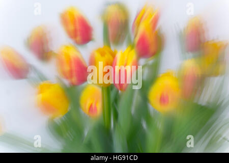 Abstract di colore giallo e rosso tulipani utilizzando molteplici tecniche di esposizione Foto Stock