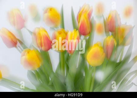 Abstract di colore giallo e rosso tulipani utilizzando molteplici tecniche di esposizione Foto Stock